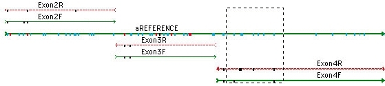 Heterozygotes in Overview